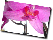 Flower flower