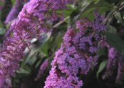garden centre gorey springmount garden centre gorey springmount